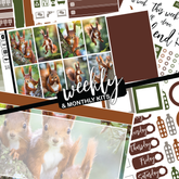 Magic Squirrel #351 || CHP Dashboard Weekly & Monthly