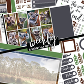 Cute Koala #368 || CHP Dashboard Weekly & Monthly