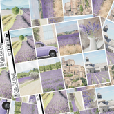 Lavender Fields #346 || Full Boxes