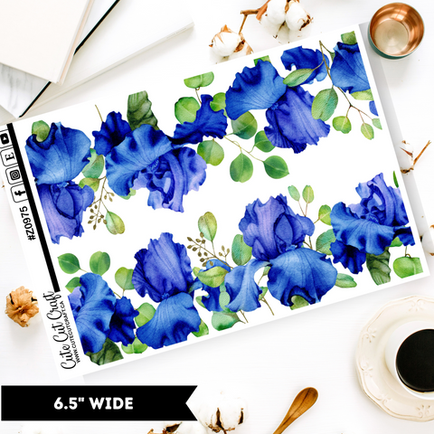 Summer Iris || Border Collection