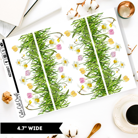 Daffodils  || Border Collection