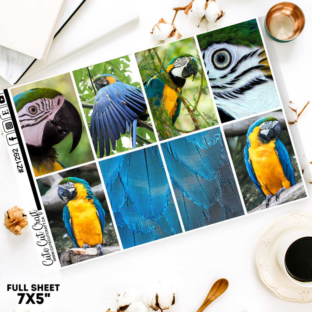 Macaw #Z1292 || Full Boxes