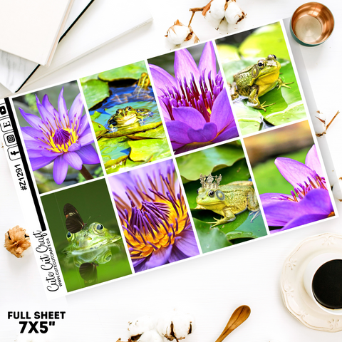 Lily Frog #Z1291 || Full Boxes