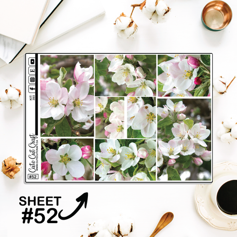 Apples In Bloom #393 || Big HP Weekly & Monthly