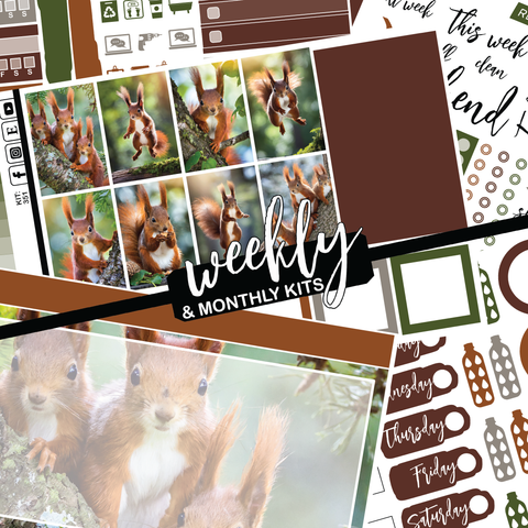 Magic Squirrel #351 || CHP Dashboard Weekly & Monthly