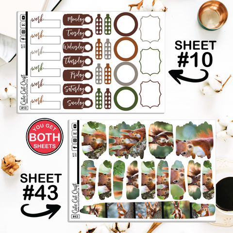 Magic Squirrel #351 || CHP Dashboard Weekly & Monthly