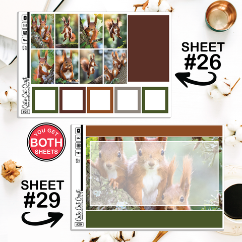 Magic Squirrel #351 || CHP Dashboard Weekly & Monthly