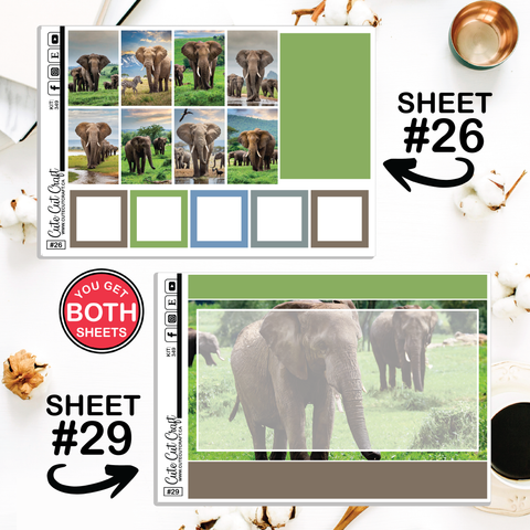 Elephant Expedition #349 || CHP Dashboard Weekly & Monthly