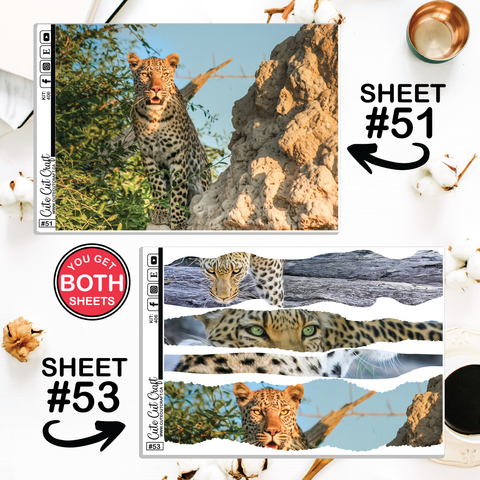 Leopard #406 || CHP Dashboard Weekly & Monthly
