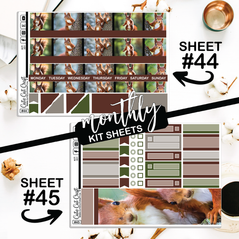 Magic Squirrel #351 || CHP Dashboard Weekly & Monthly