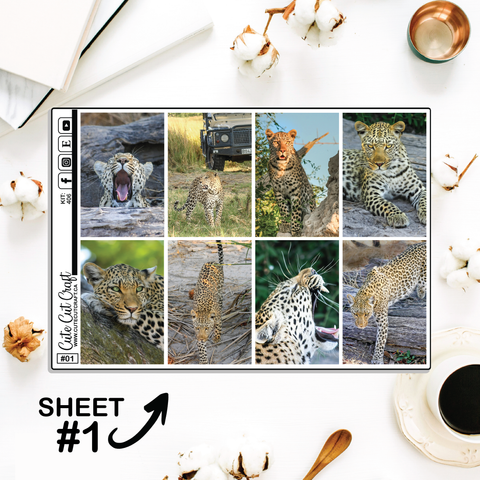 Leopard #406 || Full Boxes
