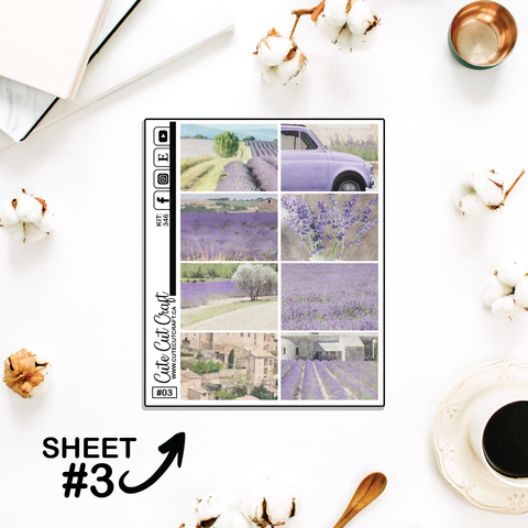 Lavender Fields #346 || Full Boxes