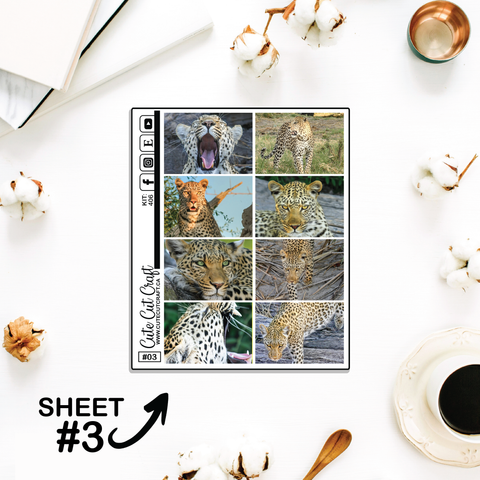 Leopard #406 || Full Boxes