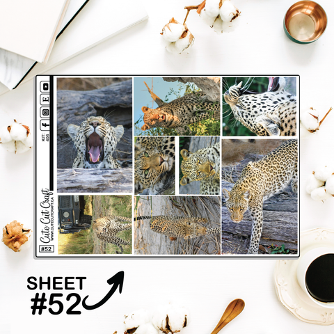 Leopard #406 || Full Boxes