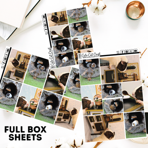 Guinea Pigs #328 || Full Boxes