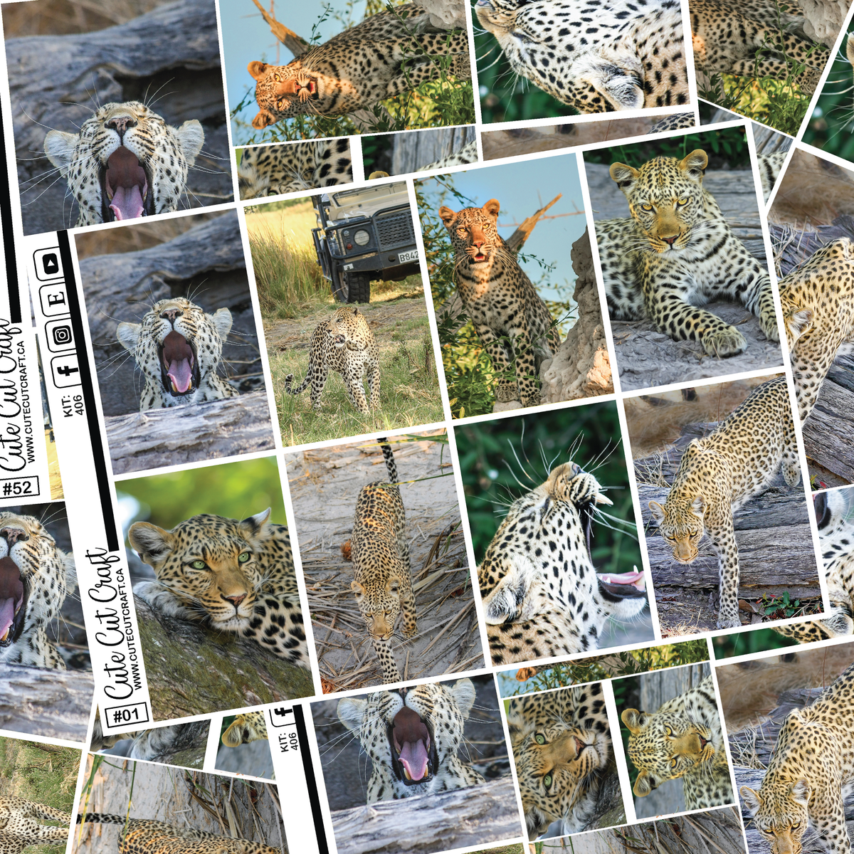 Leopard #406 || Full Boxes