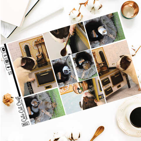 Guinea Pigs #328 || Full Boxes