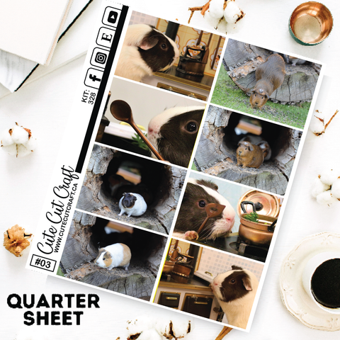 Guinea Pigs #328 || Full Boxes