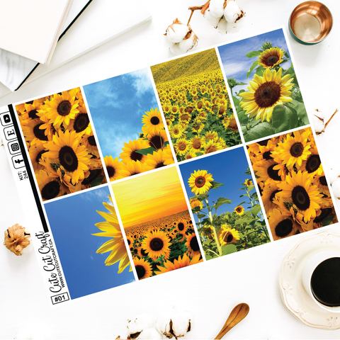 Sunflower #244 || EC/HP Full Boxes
